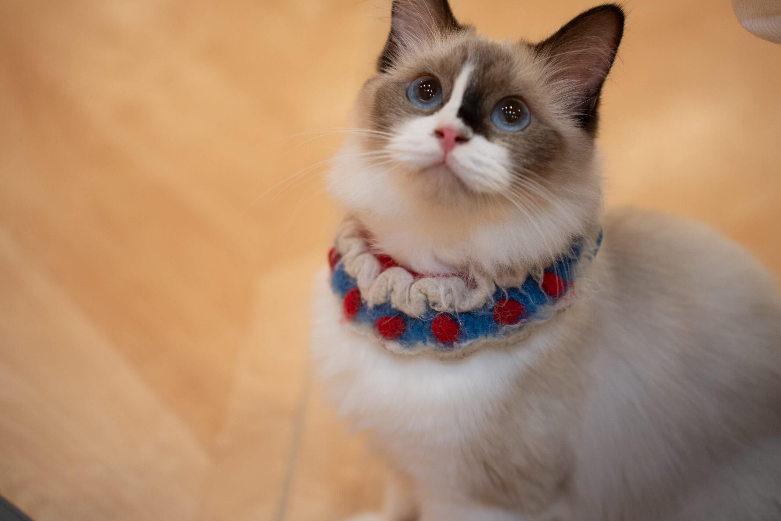 可爱的猫猫们-灵码CV