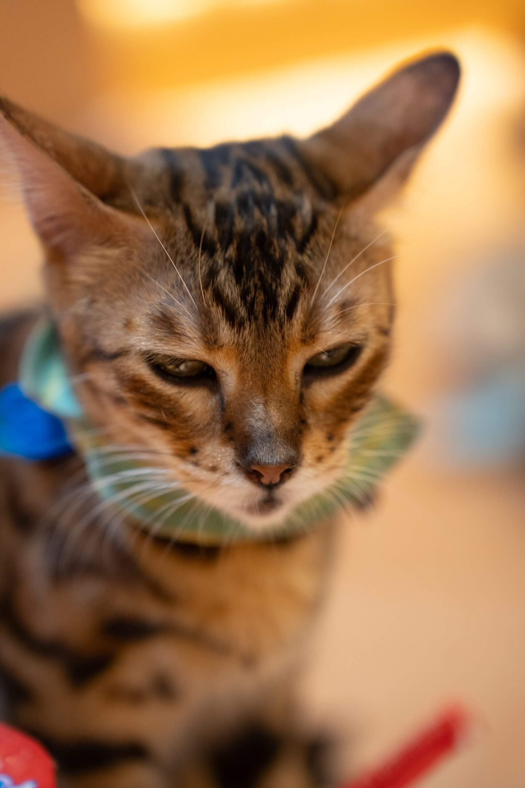 DSC00501