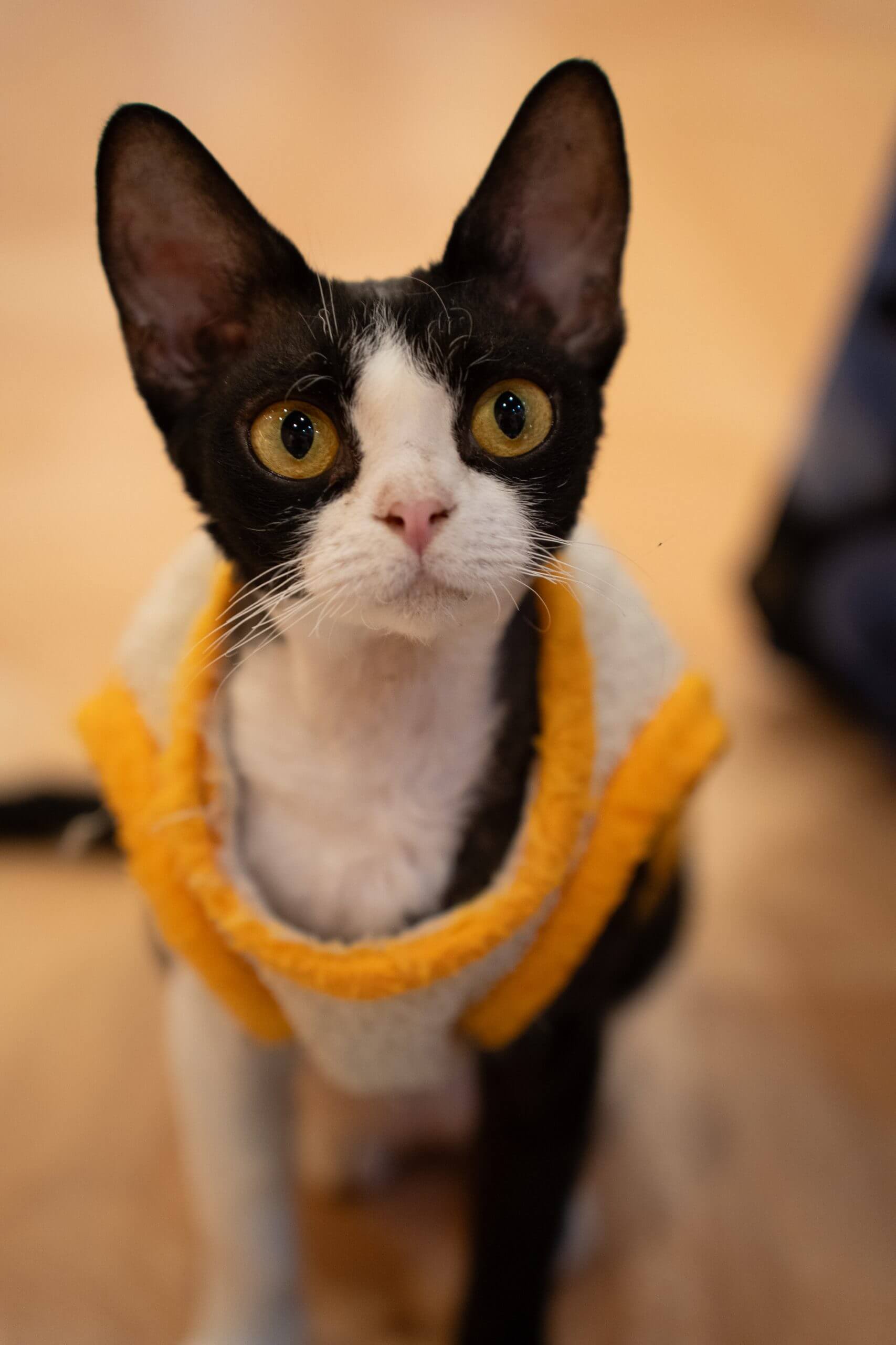 DSC00530